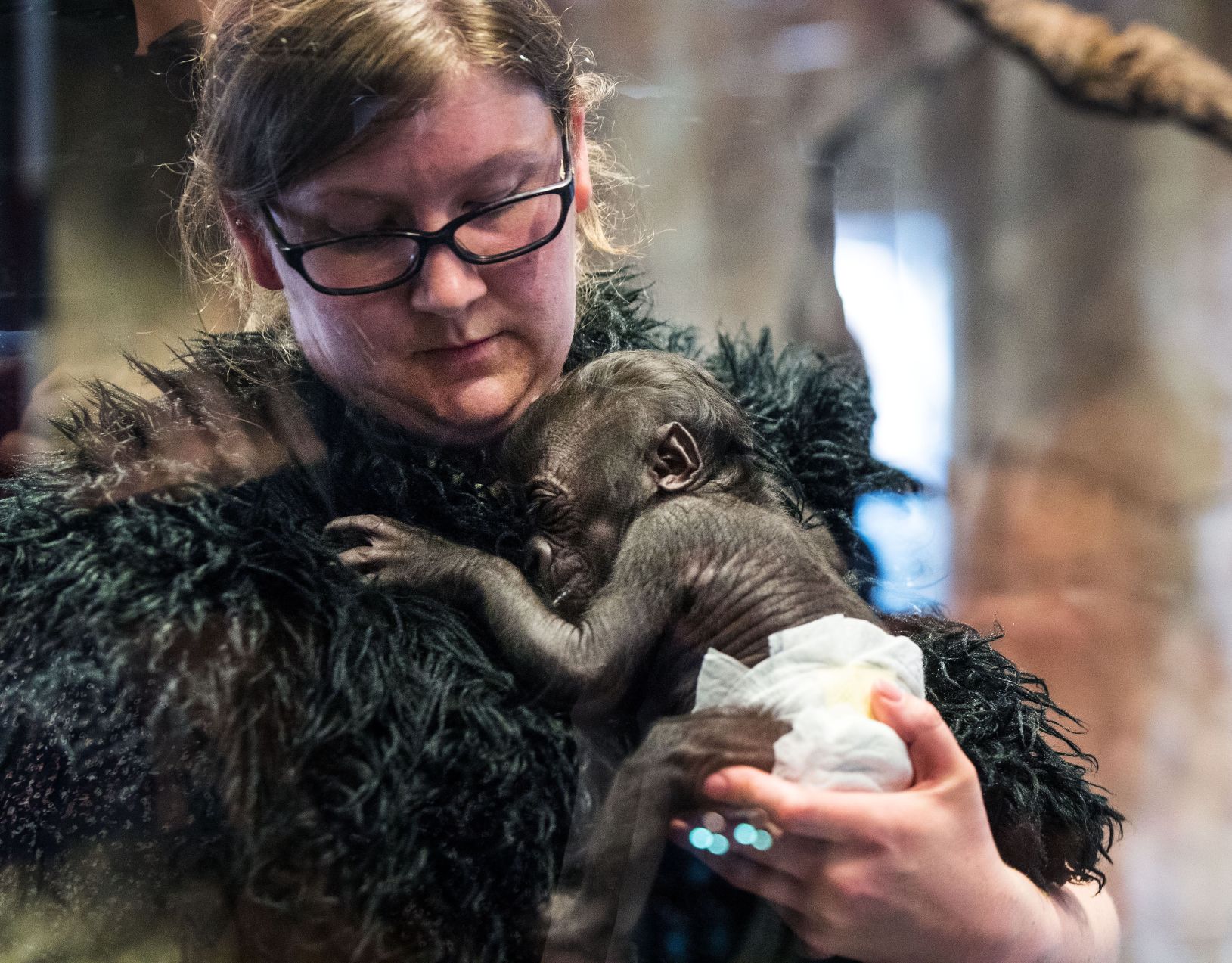 Baby gorilla debuts at Henry Doorly Zoo